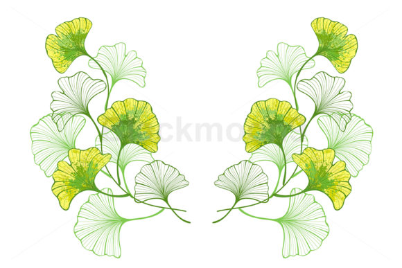 Download Colorful Leaves of Ginko Biloba - Premium Resources